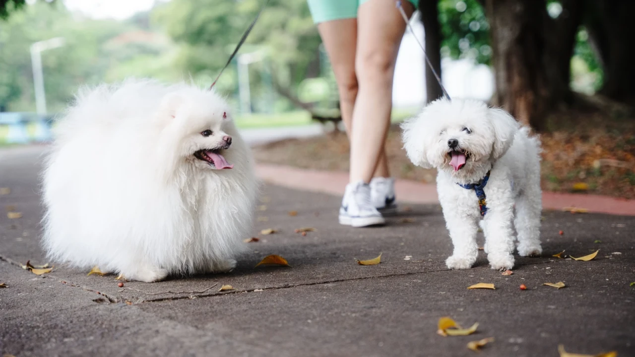 Pet owner spending time with their dog