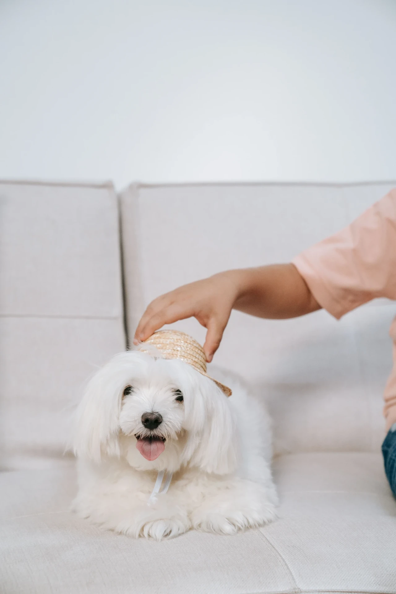 Pet Parents Book Online - step 02
