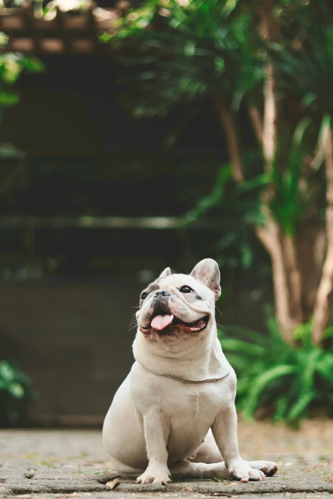 Happy pet with its owner